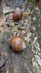 Helix pomatia