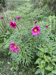 Paeonia intermedia