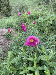 Paeonia intermedia