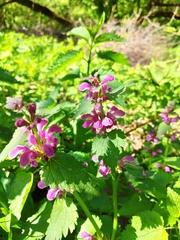 Lamium maculatum