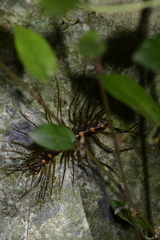 Thereuopoda clunifera