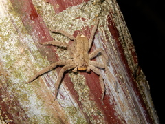 Heteropoda pingtungensis