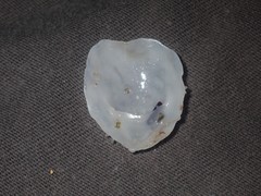 Maoricrypta immersa
