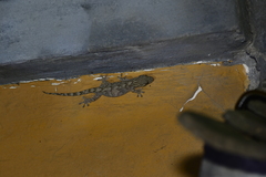 Gekko japonicus
