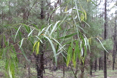 Acacia macradenia