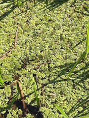 Salvinia natans