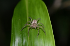 Heteropodinae
