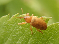 Dorytomus tortrix