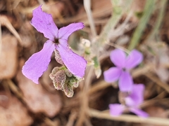 Matthiola lunata