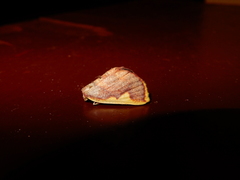 Nothomiza flavicosta