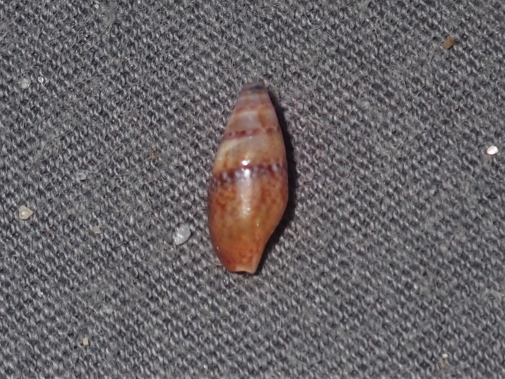 Pyreneola