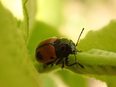 Cryptocephalus bipunctatus
