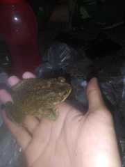 Duttaphrynus melanostictus