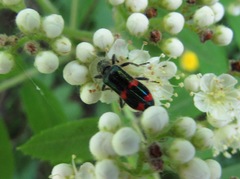 Trichodes ircutensis