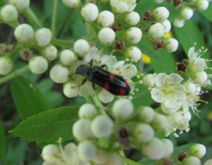 Trichodes ircutensis