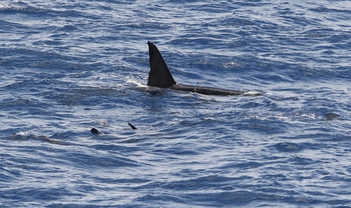 Orcinus orca image
