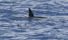 Image of Orcinus orca