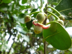 Ternstroemia tepezapote