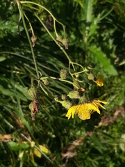 Sonchus arvensis