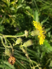 Sonchus arvensis
