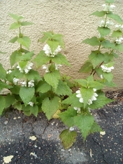 Lamium album