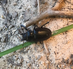 Lucanus mazama