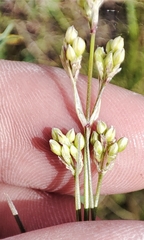 Eremogone longifolia