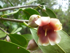 Ternstroemia tepezapote
