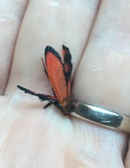 Lycomorpha regulus