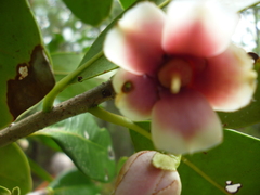 Ternstroemia tepezapote