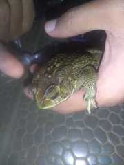 Duttaphrynus melanostictus