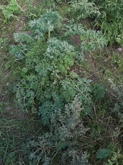 Artemisia absinthium