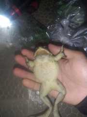 Duttaphrynus melanostictus