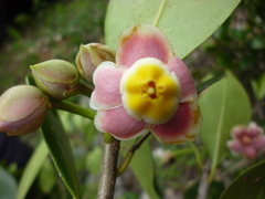 Ternstroemia tepezapote