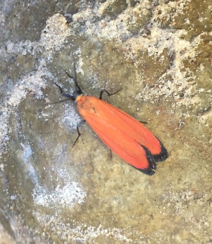 Lycomorpha regulus