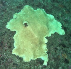 Coscinaraea mcneilli