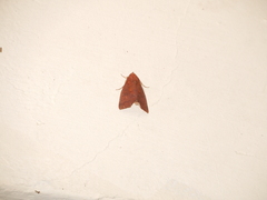 Rusicada combinans