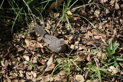 Turdus smithi