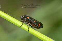 Cercopis septemmaculata