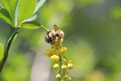 Bombus modestus