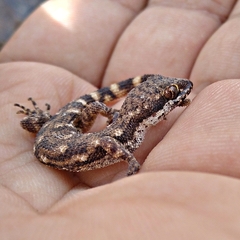 Tropiocolotes algericus