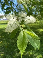 Prunus maackii