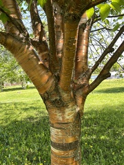 Prunus maackii