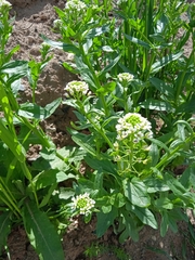 Thlaspi arvense