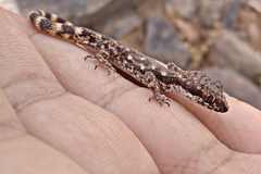 Tropiocolotes algericus