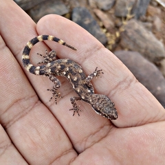 Tropiocolotes algericus