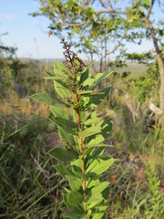 Searsia pondoensis image