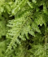 Homaliodendron flabellatum