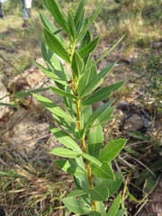 Searsia pondoensis image