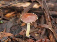 Stropharia formosa